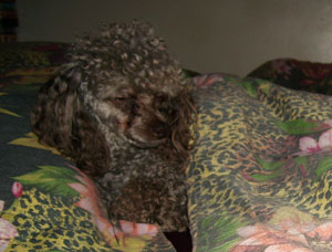 Cokeyo (Poodle)