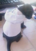 Making Dog Clothes Out Of Baby Clothes