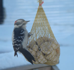 Homemade Suet In An Onion Bag