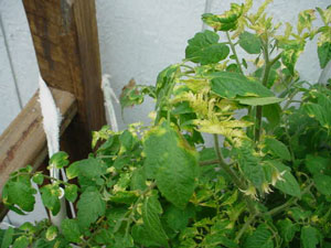 Tomato Plants with Yellow Leaves