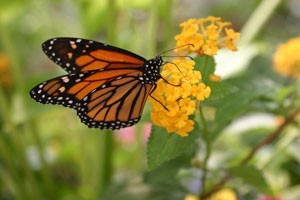 Monarch At Butterfly Exhibit