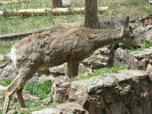 Keep Deer Out With Liquid Fence