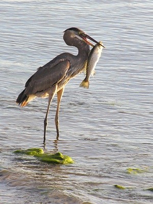 Wildlife: Blue Heron