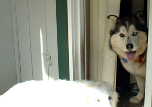 Isis and Belle (Malamute and American Eskimo)