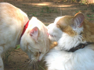 K.C. and Rusty (Cats)