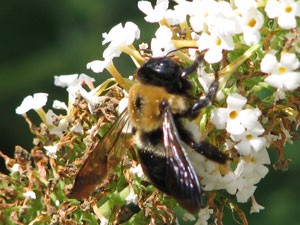Garden: Bumblebee on a Flower