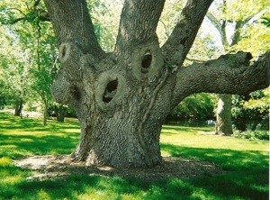 Keebler Tree?
