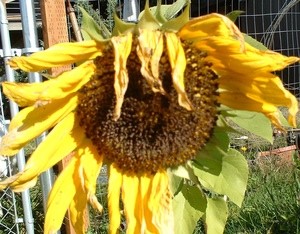 Last Of Summer Sunflowers
