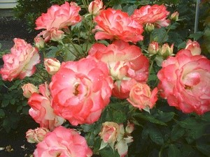 Roses In Bloom