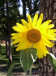 Sunflower Showoff