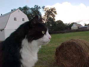 Kitty Boy (Tuxedo Cat)