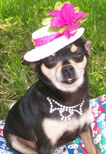 Cha Cha (Chihuahua)