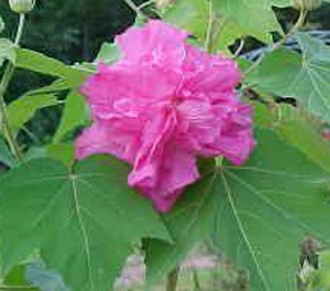Garden: Confederate Rose