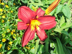 Garden: Day Lily