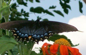 Wildlife: Blue Butterfly