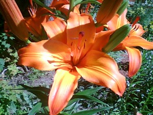 Garden: Tiger Lilies