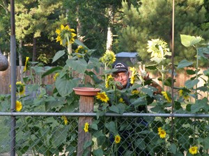 Garden: Sunflowers