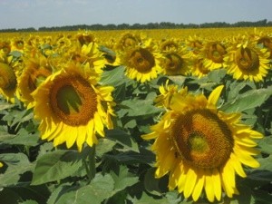 Scenery: Field of Sunflowers