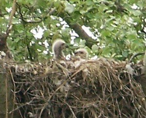 Wildlife: Baby Eagles