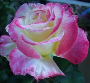 Garden: Pink Rose