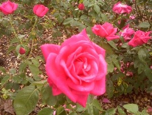 Garden: Roses