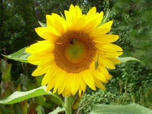 Garden: Sunflower and Friends