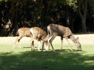 Wildlife: Deer in Topanga State Park (CA)