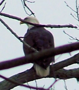 Wildlife: Bald Eagle (Cortland, OH)