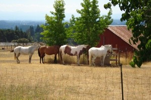 Scenery: Horses In Sherwood, OR