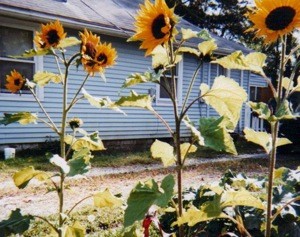 Garden: Sunflowers