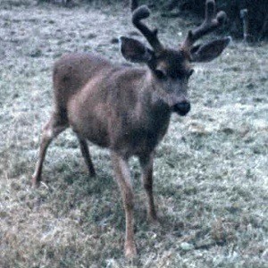 Wildlife: Deer (Shaw Island, WA)