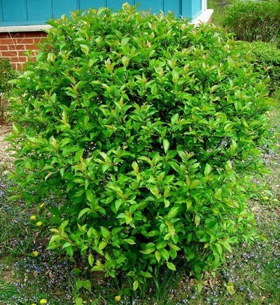 Garden: Beaver Bush | ThriftyFun