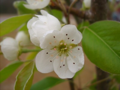 Garden: Pear Blossoms