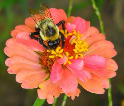 Wildlife: Bumblebee