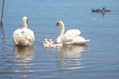 Wildlife: Swans (Mullet Lake, MI)