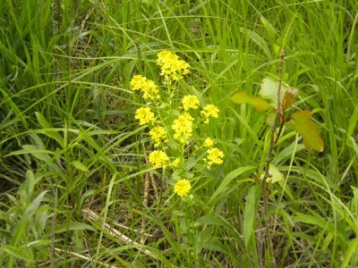 Scenery: Yellow Wildflowers (MI)