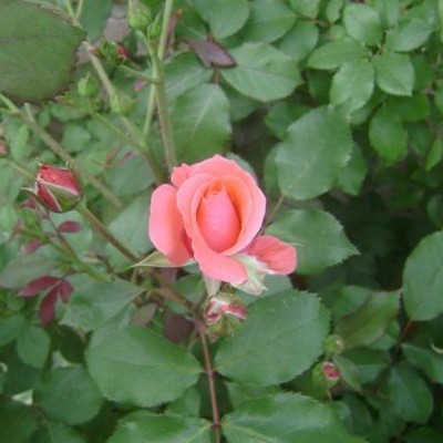 Garden: Roses