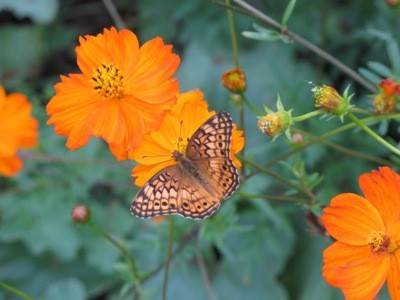Garden: Calendula And Butterfly