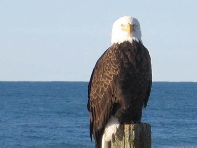 Wildlife: Eagle