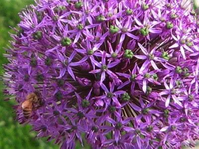 Garden: Bee On Allium Flower