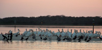 Wildlife: Pelicans (Cedar Key, FL)
