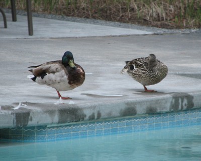 Wildlife: Ducks