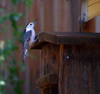 Wildlife: Backyard Birdhouse