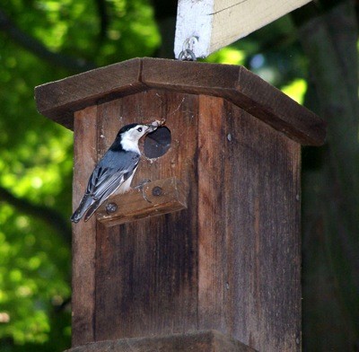 Wildlife: Backyard Birdhouse