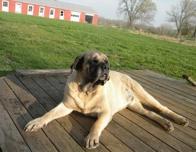 Zeus store english mastiff