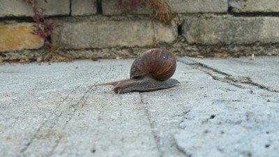 Wildlife: Snail