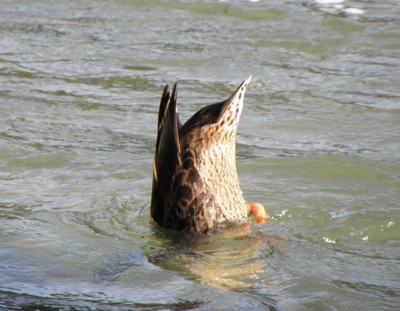 Wildlife: Duck (Niagara Falls)