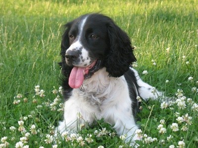 Bella (Springer Spaniel)