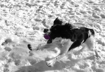 Bella (Springer Spaniel)