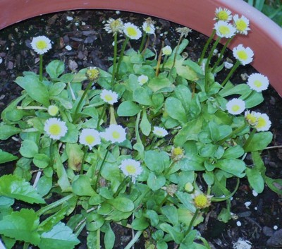 Garden: English Daisies